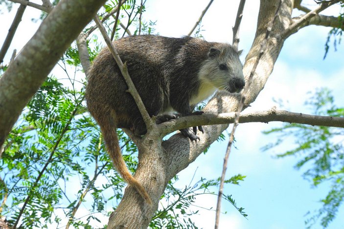 Хутия на дереве