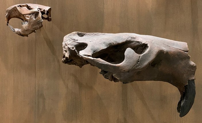 Череп гигантского и современного бобра