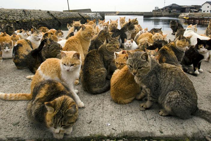 Кошки Аосимы