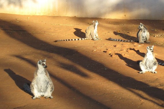 Солнечные лемуры
