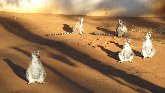 Лемуры принимают солнечные ванны