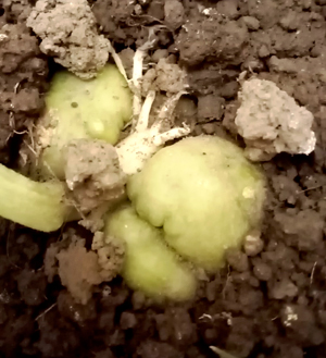 Корешки чайота