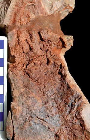 Скелет хемнициона в породе