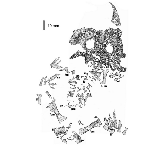 Скелет хемнициона