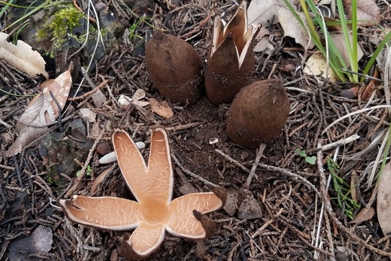 Гриб-звезда