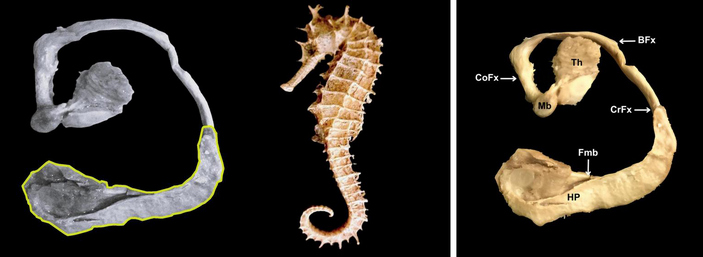 Гиппокамп и морской конек