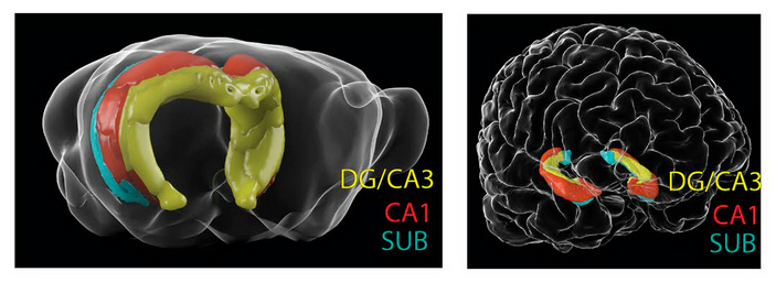 Трехмерные реконструкции гиппокампа