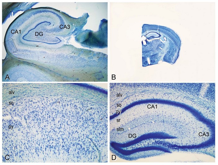 Гиппокамп человека и мыши