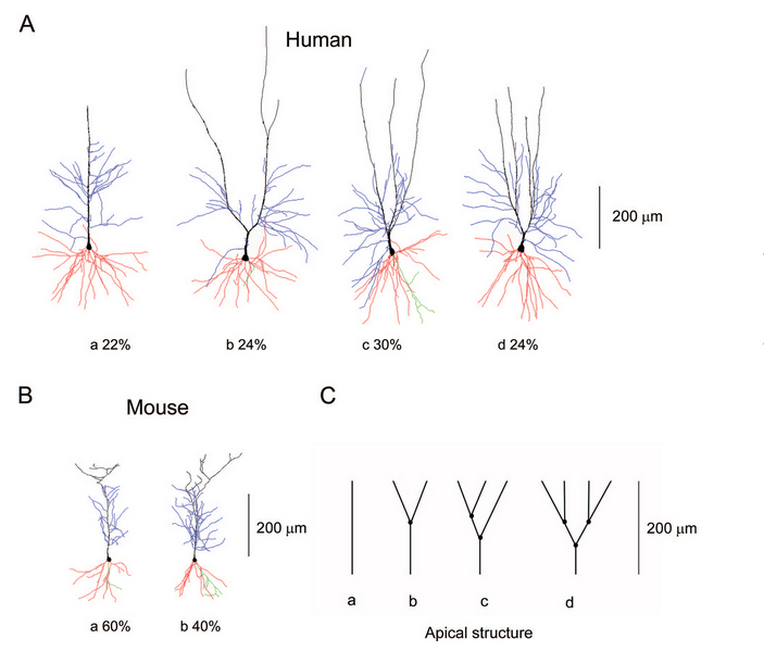 Пирамидные нейроны