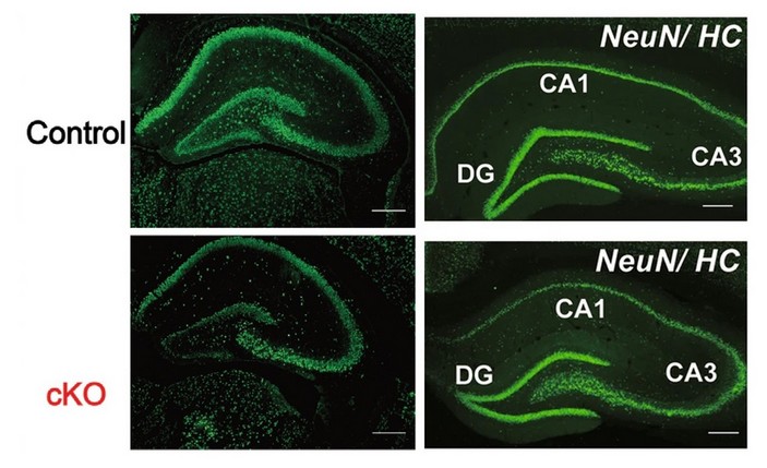 Гиппокамп модельных мышей