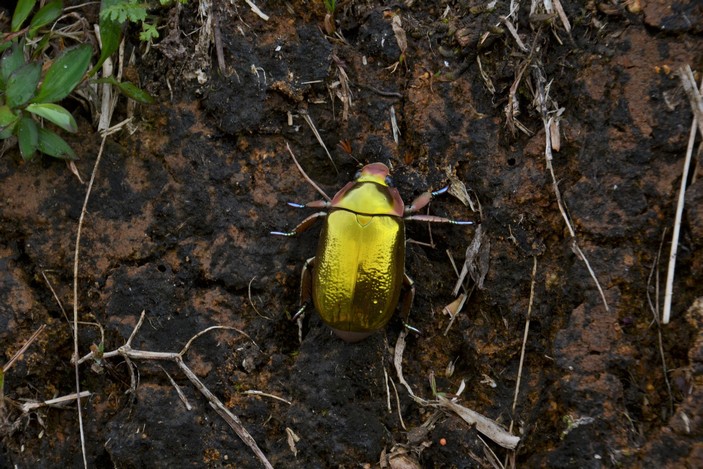 Золотистый жук Chrysina aurigans