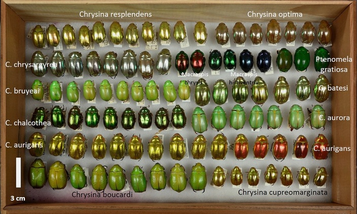Коллекция жуков рода Chrysina