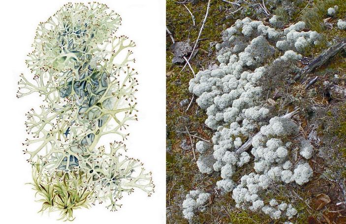 Подеций кладонии 