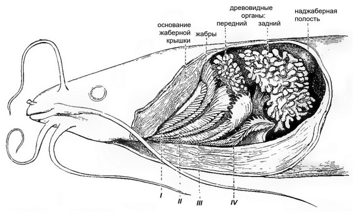 Голова клариаса