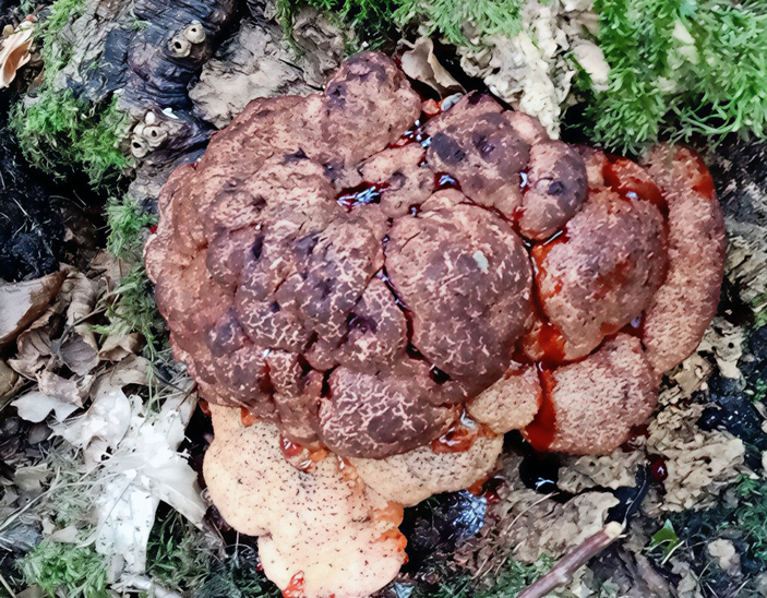 Анаморфа печеночницы