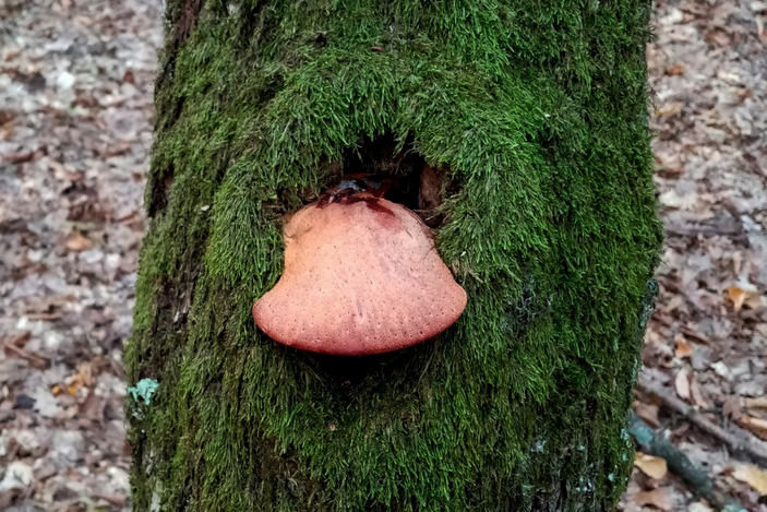 Телеоморфа печеночницы