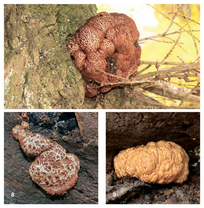 Разные анаморфы