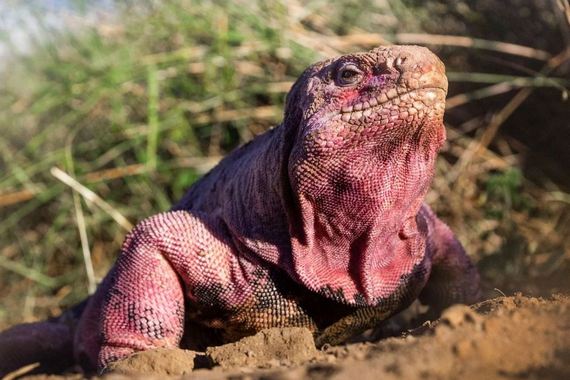 Розовая игуана