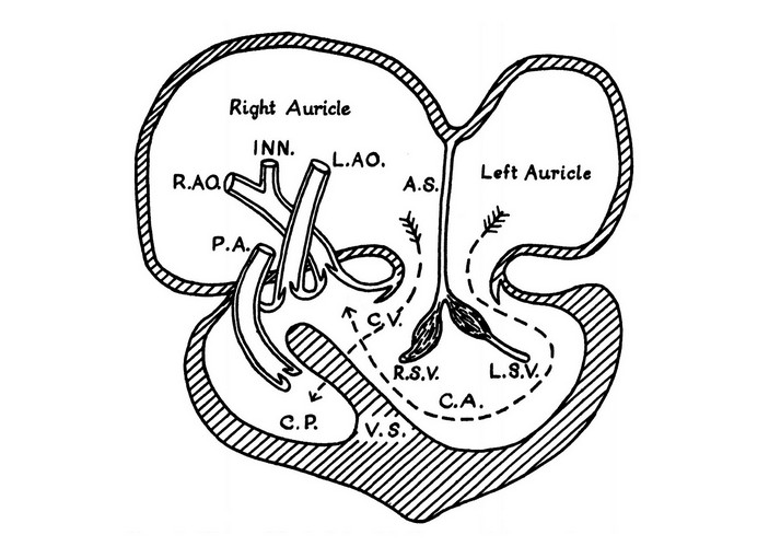 Сердце черепахи Коула