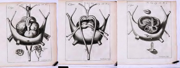 Сердце черепахи по Дювернею