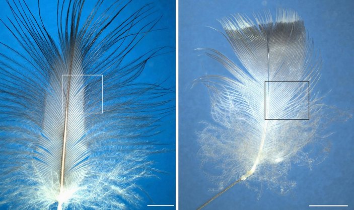 Структура пера