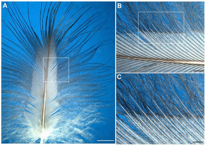 Покровное перо большого баклана