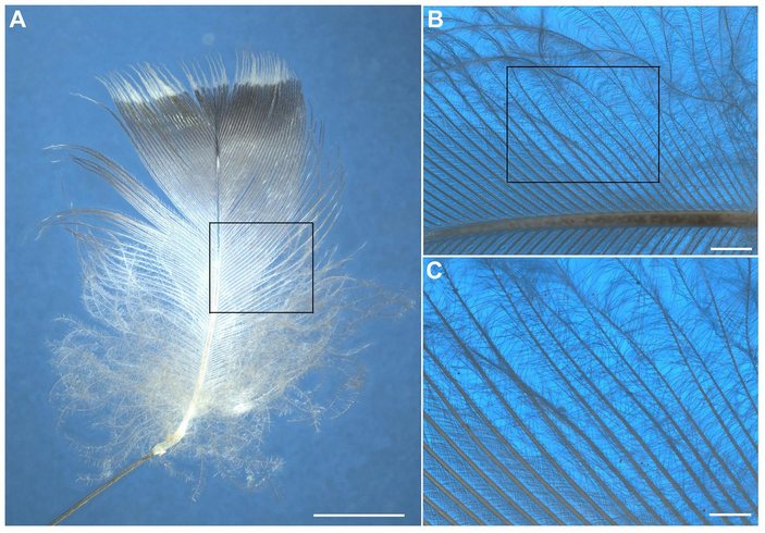 Перо чернети
