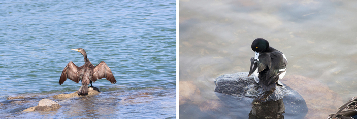 Баклан и чернеть