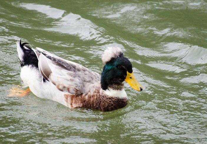 Селезень хохлатой утки