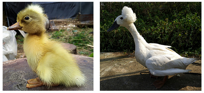 Птенец и взрослая утка