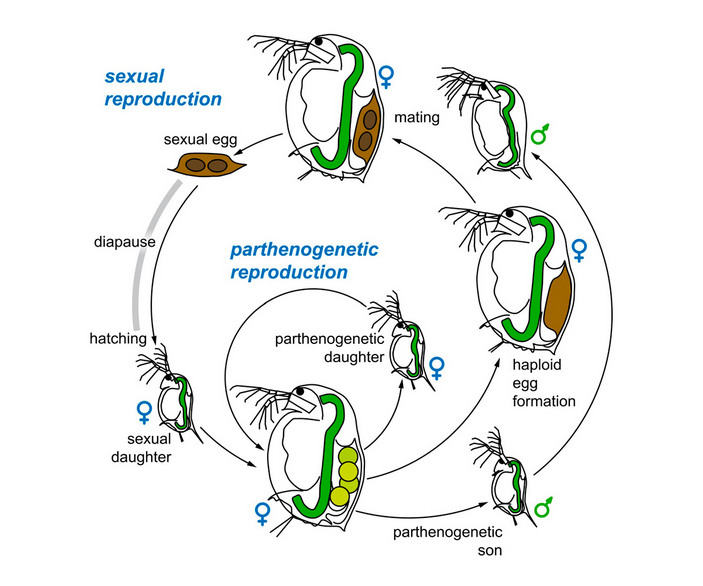 Цикл размножения дафний