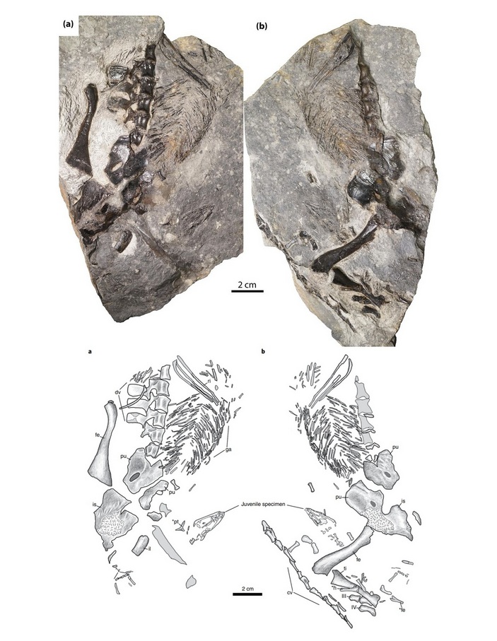 Окаменелости дендромайи