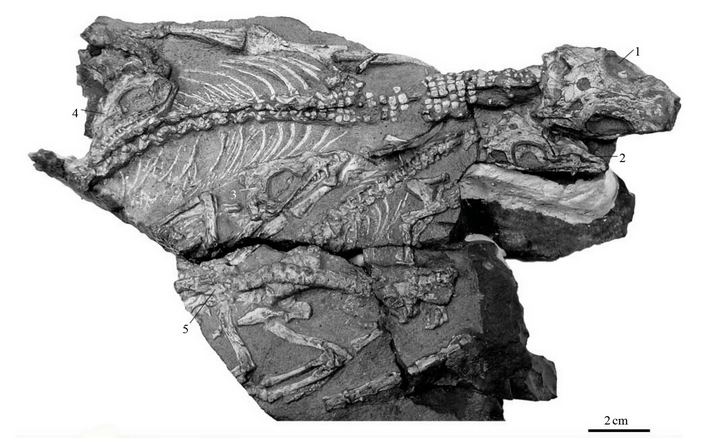 Микроваранопсы
