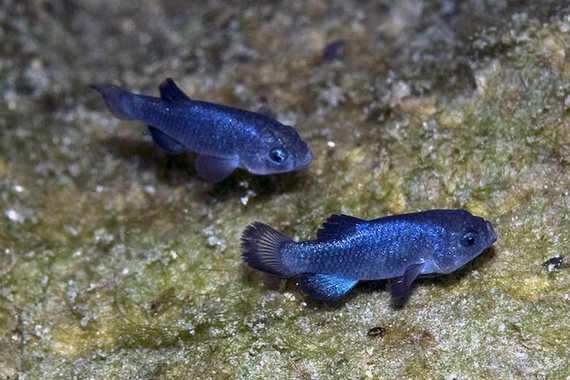 Дьявольский карпозубик