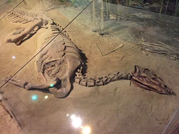 Скелет тесцелозавра