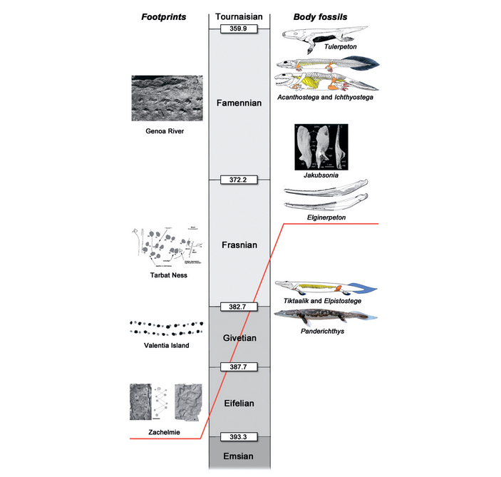 Древние находки четвероногих
