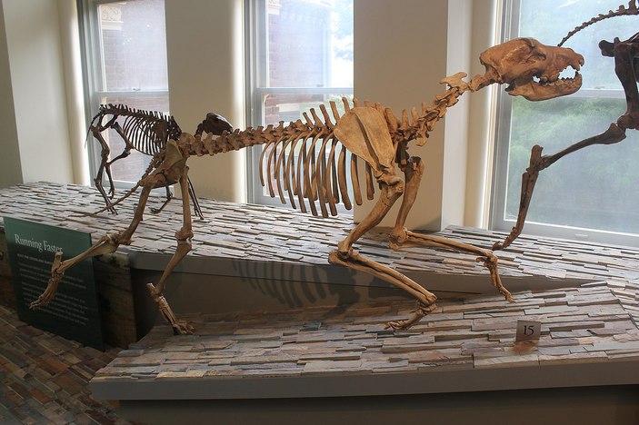 Скелет эпициона