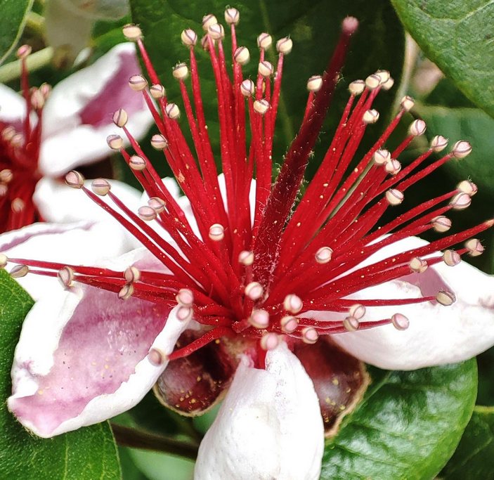 Цветок фейхоа