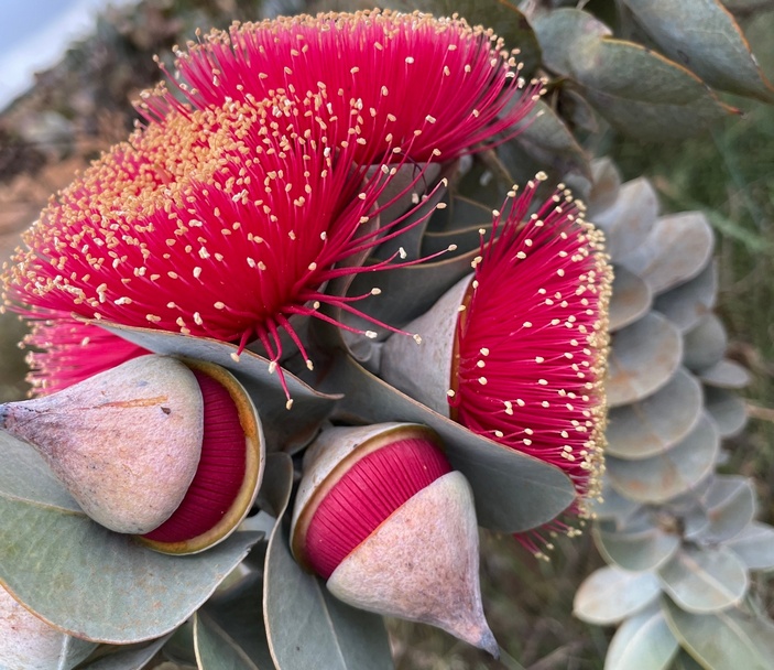 Цветок эвкалипта