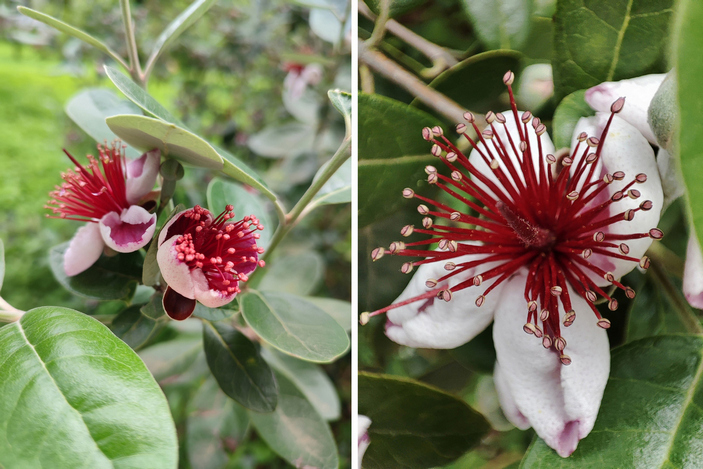 Распускающийся цветок фейхоа