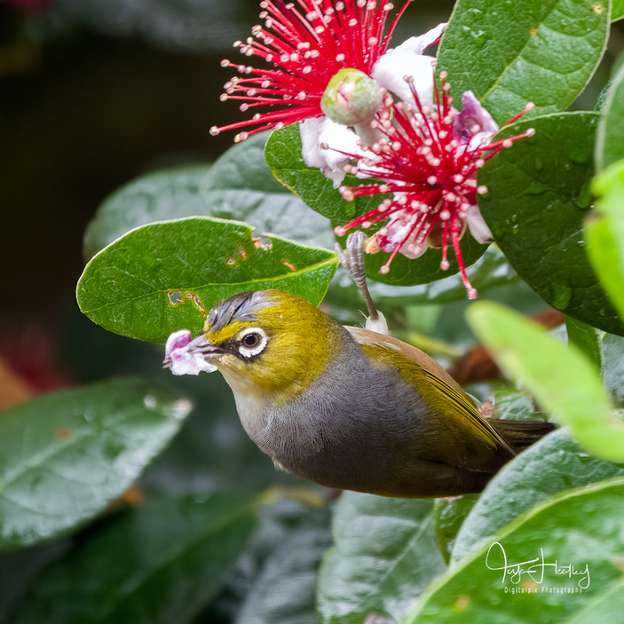 Серебряная белоглазка 