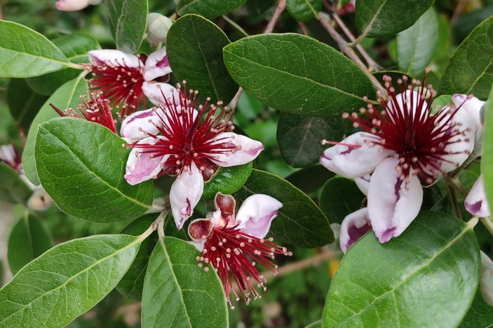 Цветы фейхоа