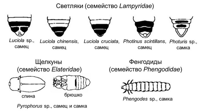 Расположение световых органов