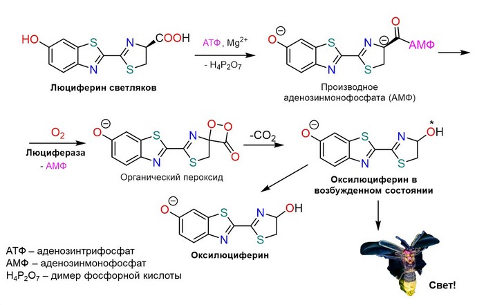 Схема окисления люциферина