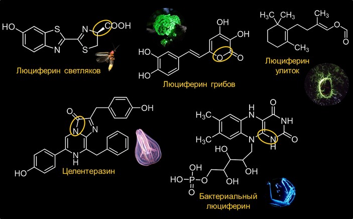 Формулы люциферинов