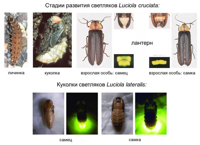 Светляки на разных стадиях развития