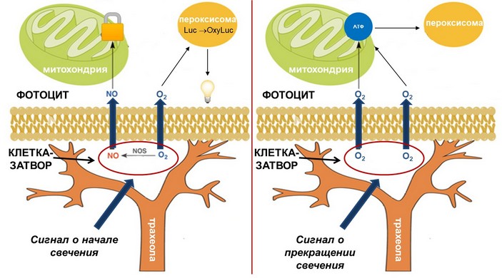 Механизм свечения