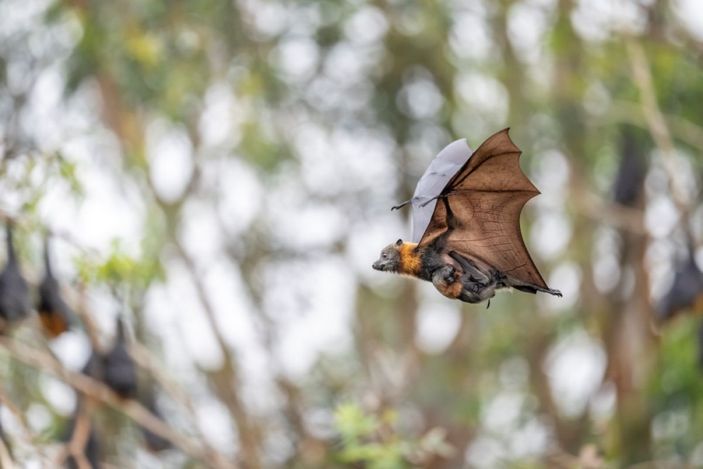 Сероголовая летучая лисица