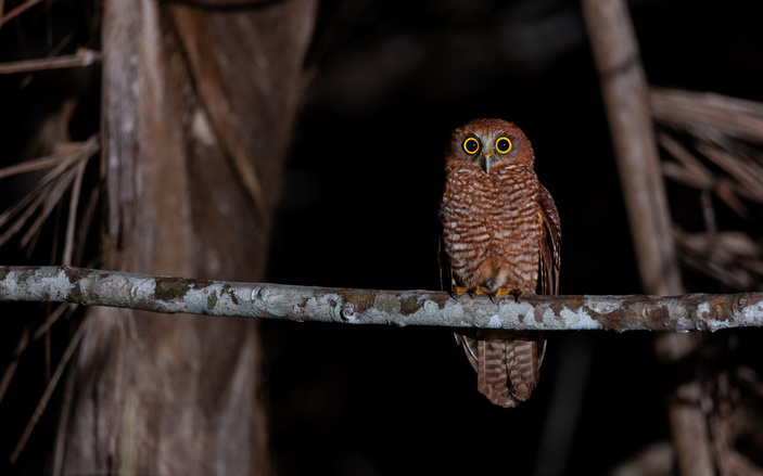 Иглоногая сова