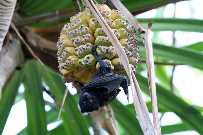 Летучая лисица ест